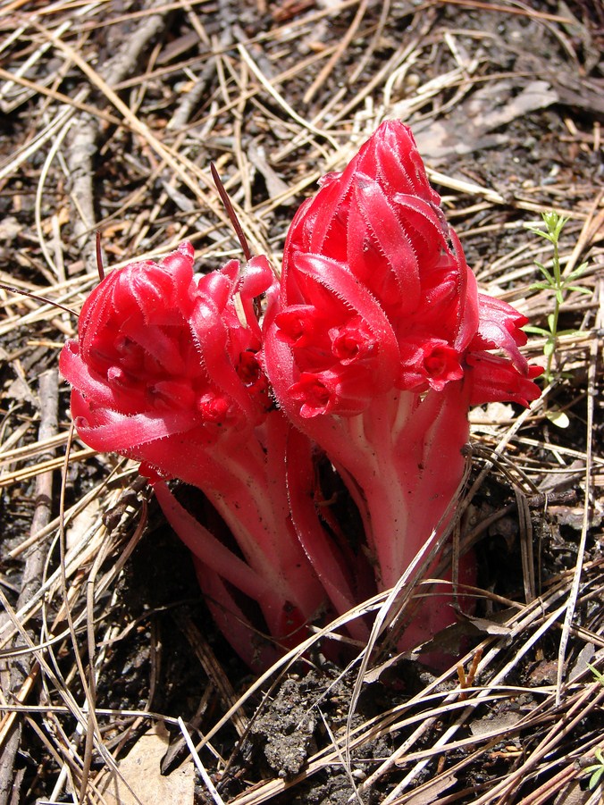 FLORE (20).JPG